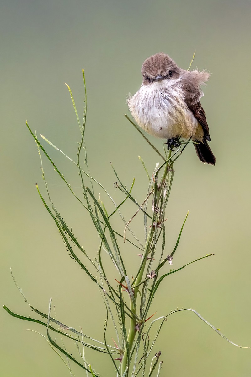 Vermilion Flycatcher - ML646508635
