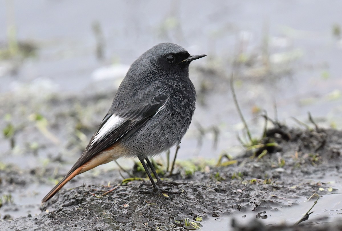 Black Redstart - ML646508637