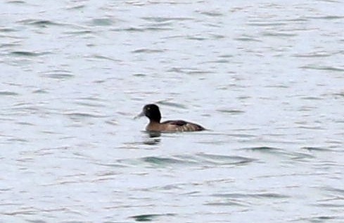 polák chocholačka - ML646508639