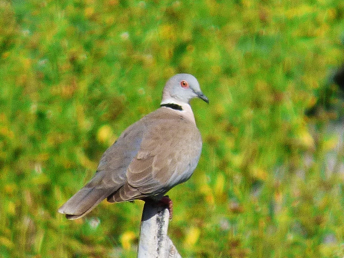 Mourning Collared-Dove - ML646508641