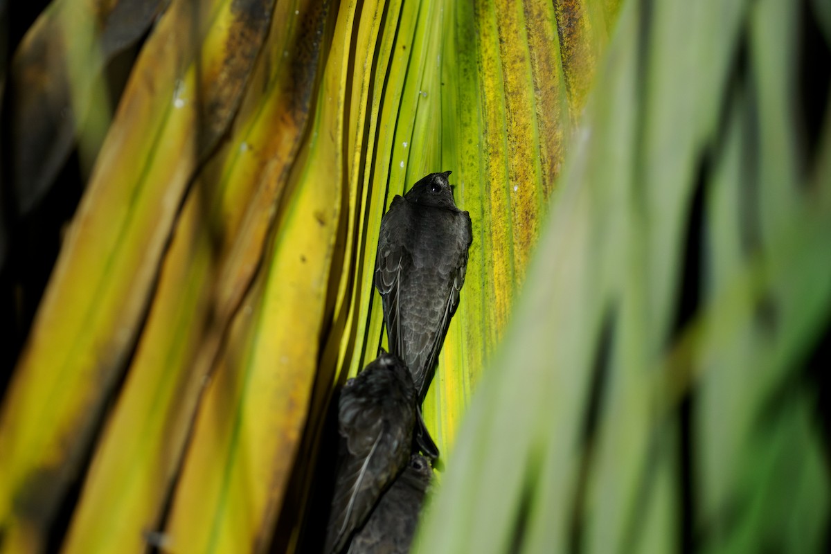 asiapalmeseiler - ML646508643