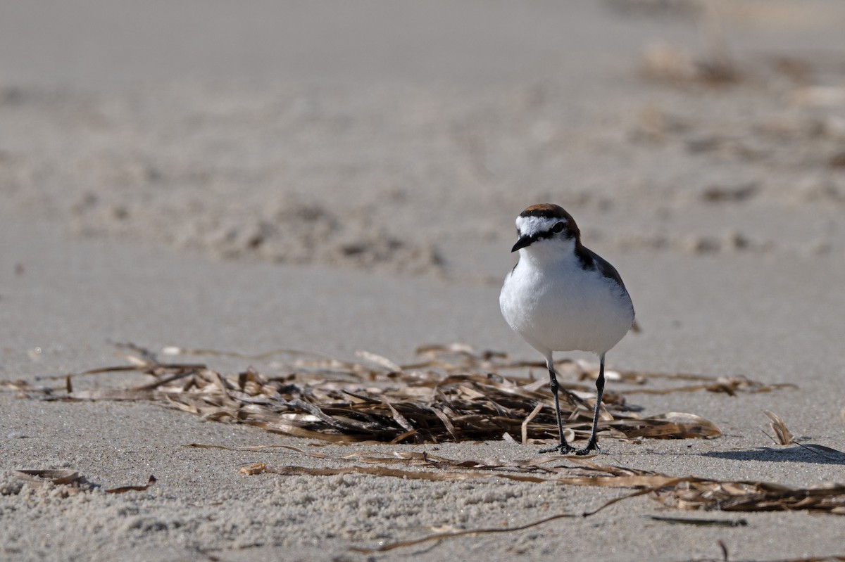 Red-capped Plover - ML646508644