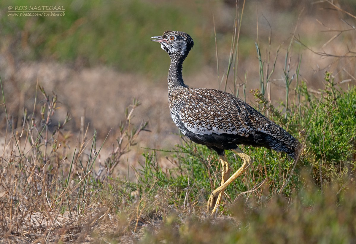 Outarde korhaan - ML646508645