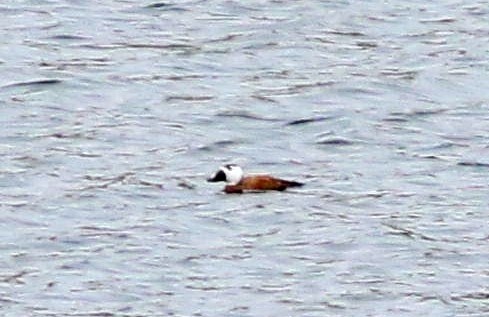 kachnice bělohlavá - ML646508646