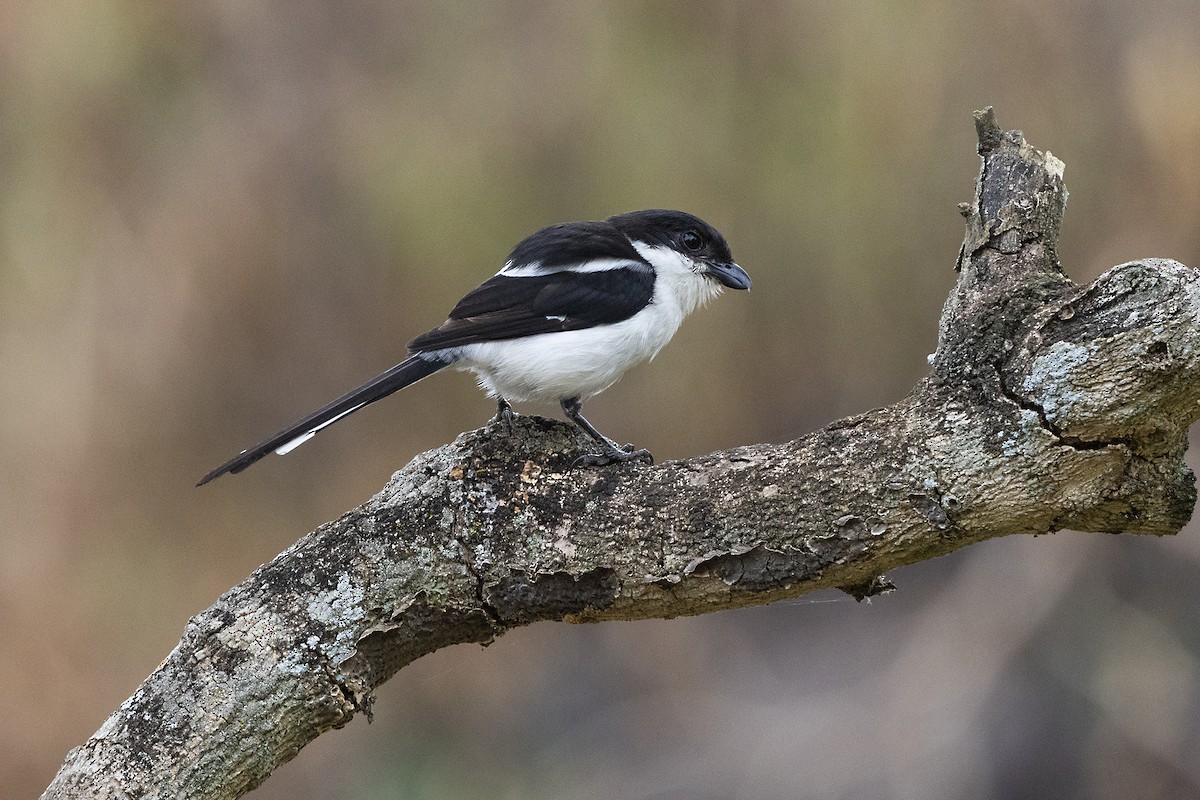 Pie-grièche à dos noir - ML646508647