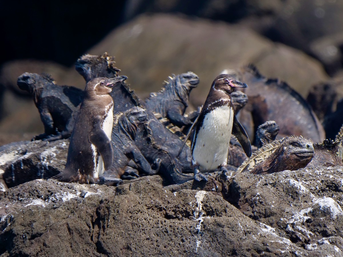Pingüino de Galápagos - ML646508649