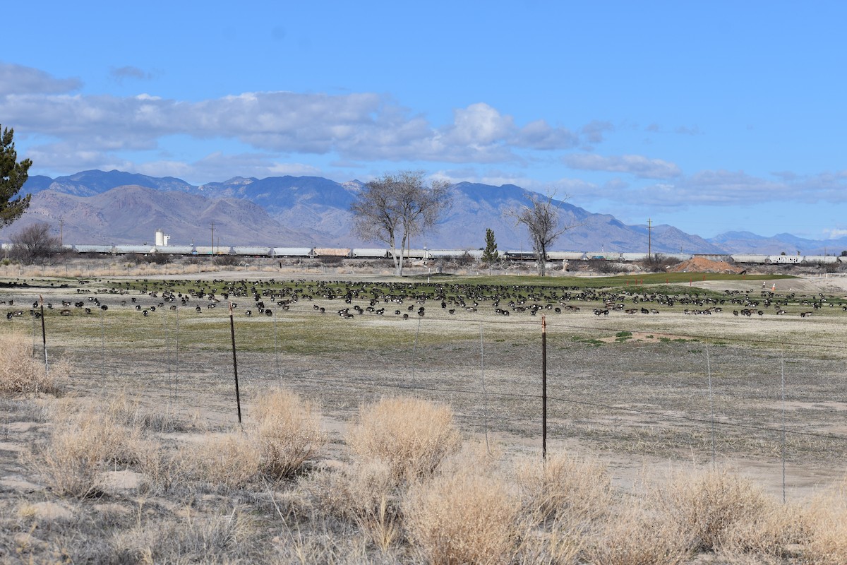 American Wigeon - ML646508650