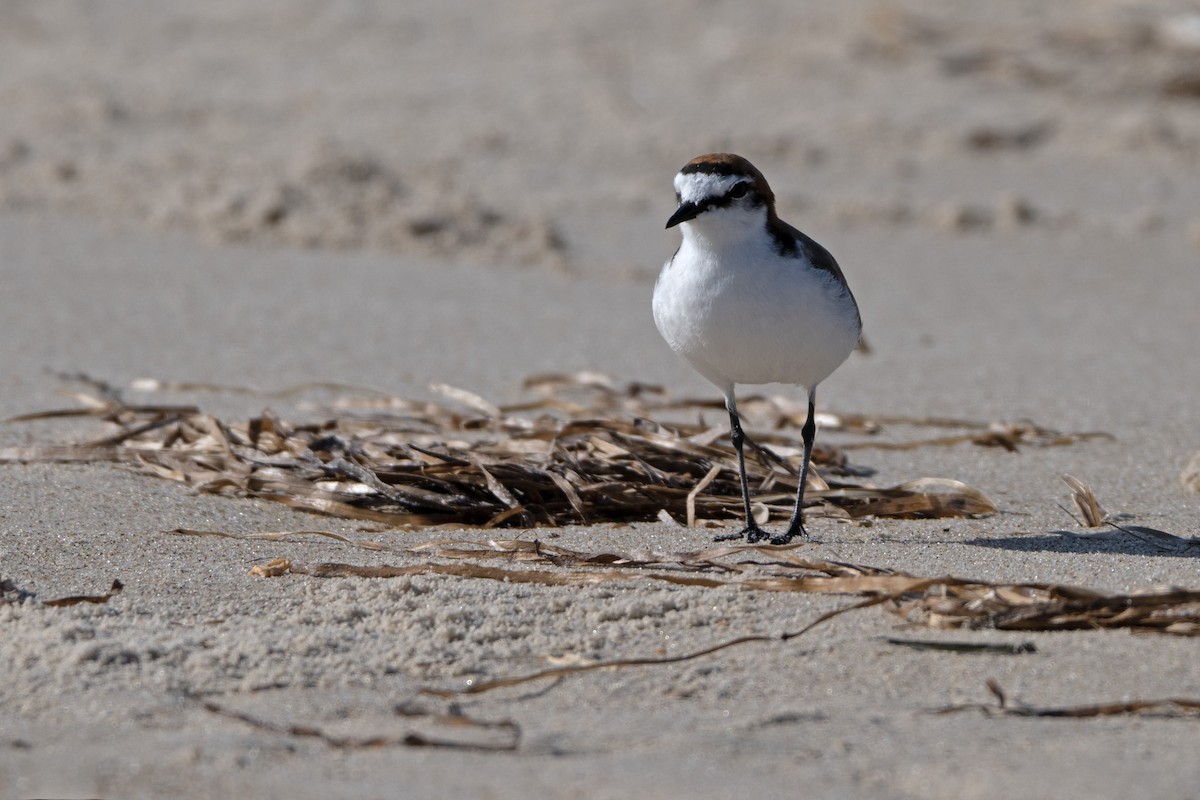 Red-capped Plover - ML646508651
