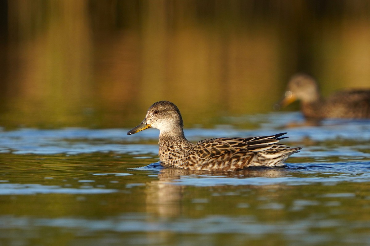 Green-winged Teal (Eurasian) - ML646508660