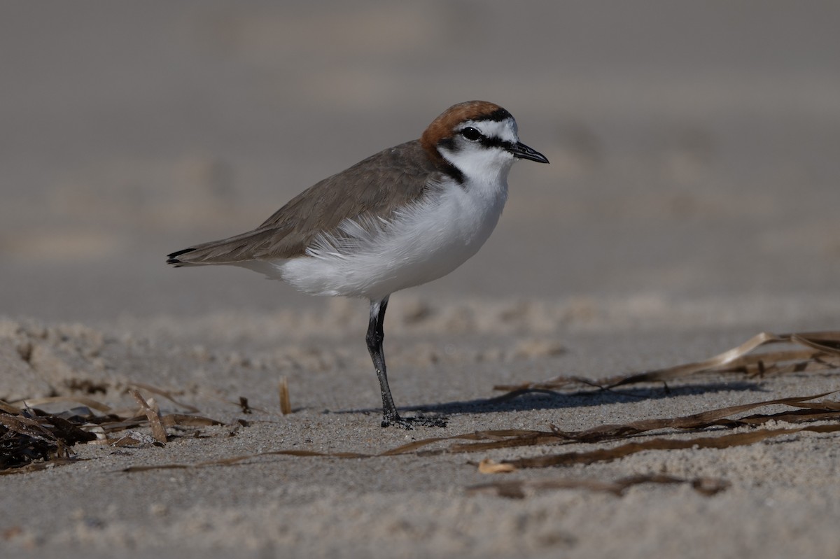 Red-capped Plover - ML646508661