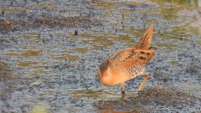 Погонич-крихітка - ML646508688