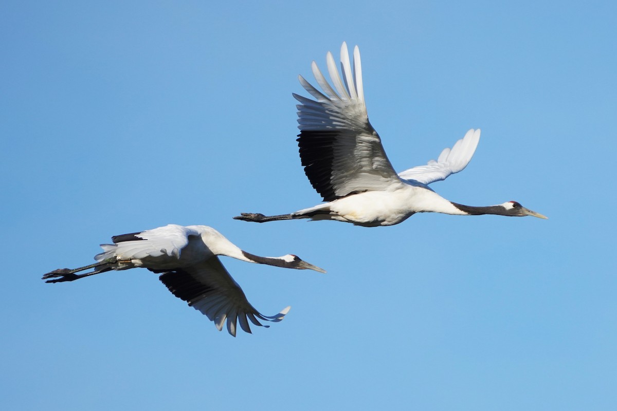 Red-crowned Crane - ML646508689