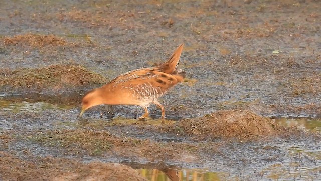 Погонич-крихітка - ML646508690