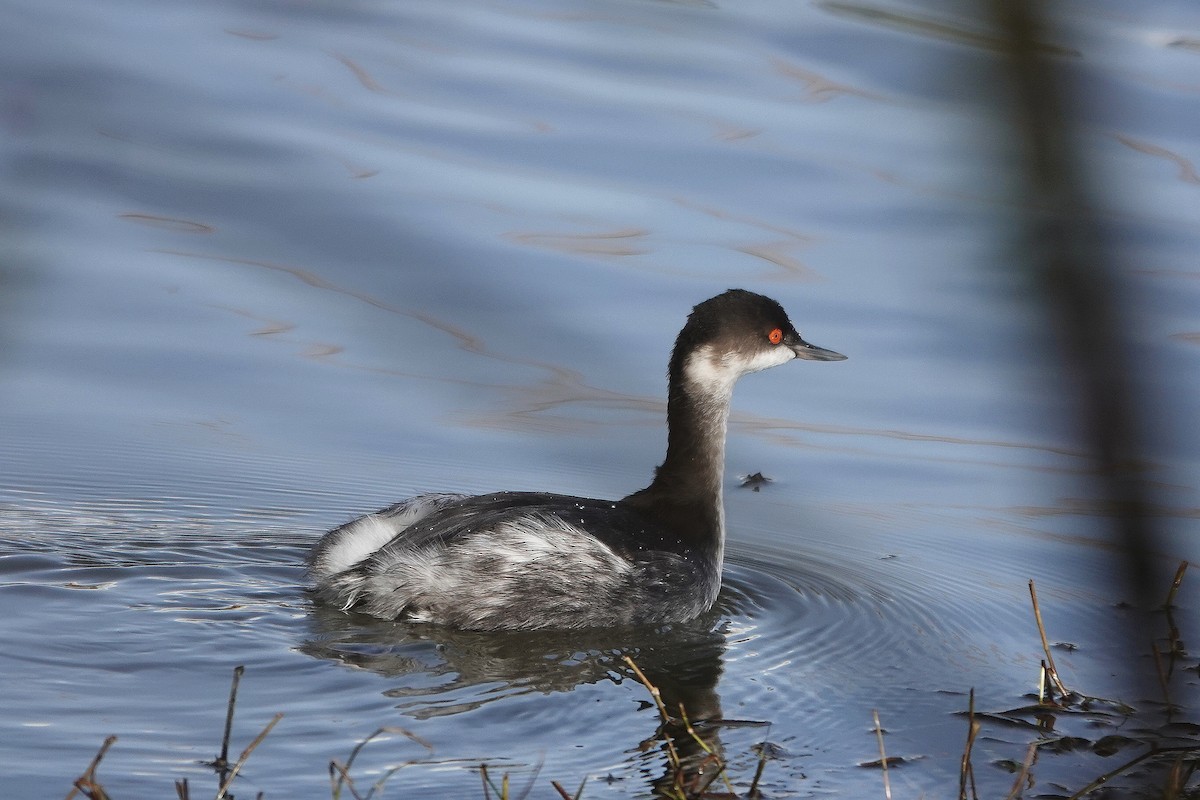Grèbe à cou noir - ML646508691
