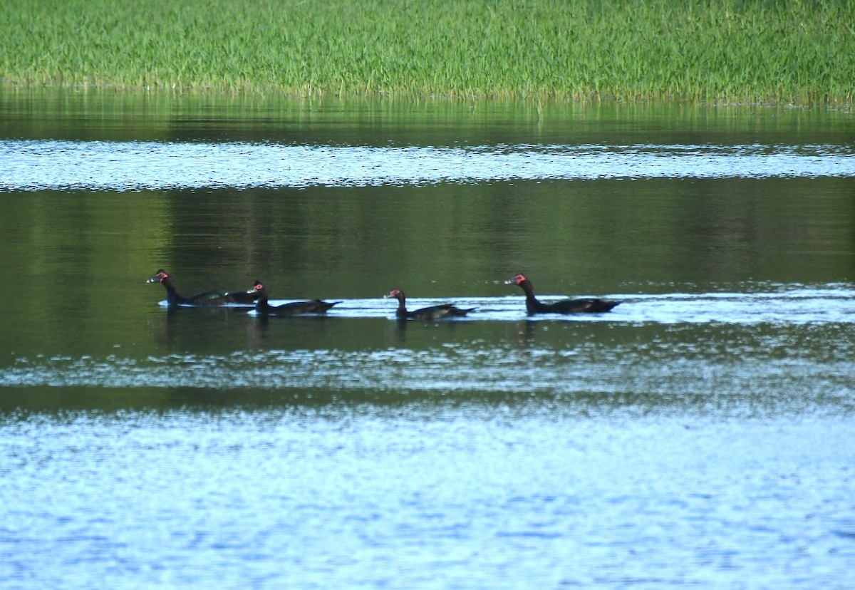 Muscovy Duck - ML646508693