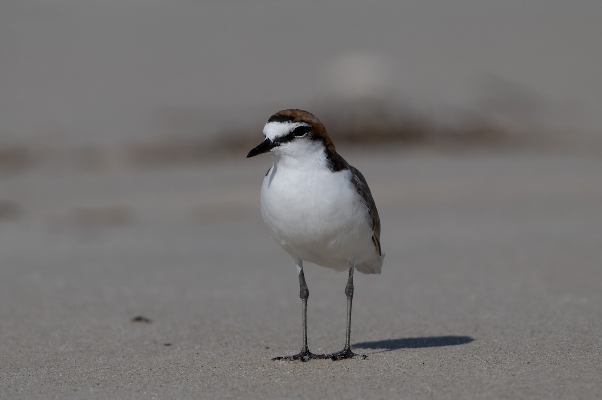 Red-capped Plover - ML646508696