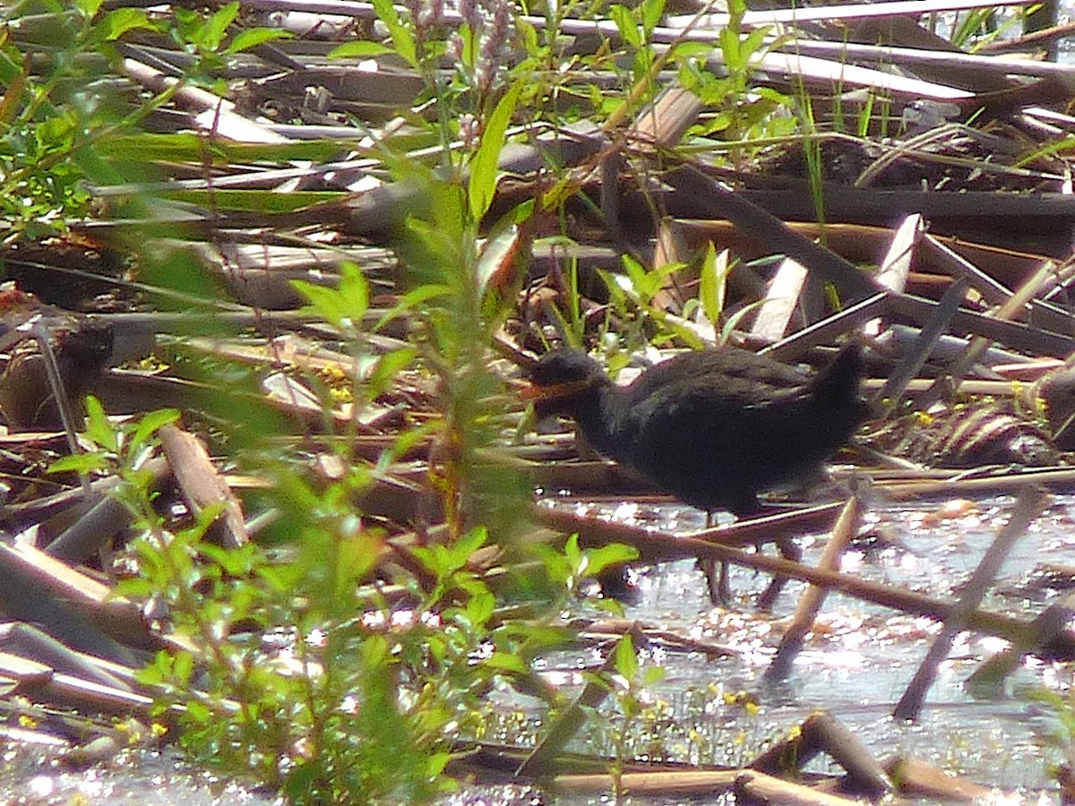 svartrikse - ML646508697