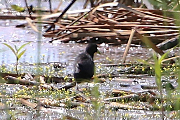 svartrikse - ML646508698