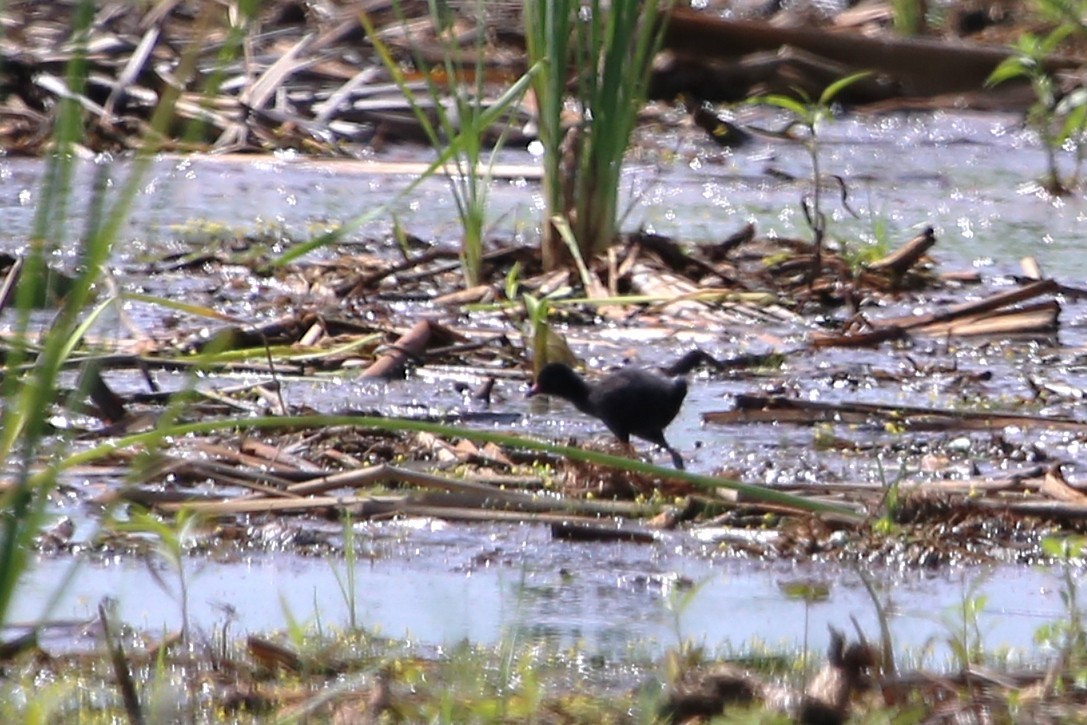 svartrikse - ML646508699