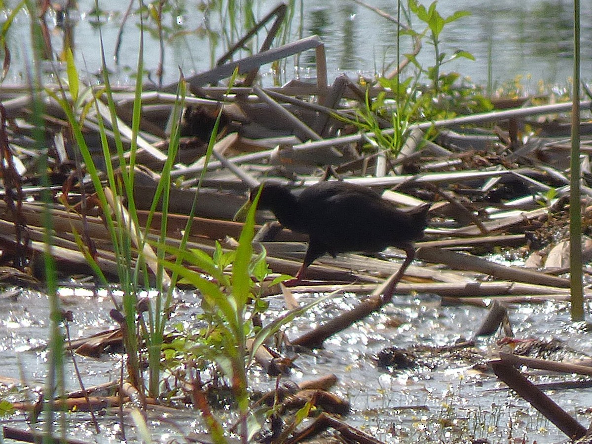 svartrikse - ML646508700