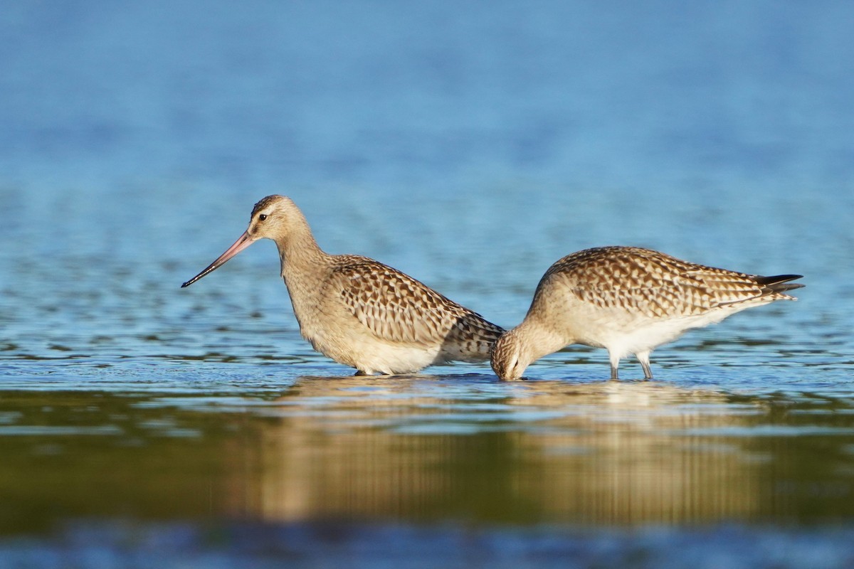 Bar-tailed Godwit - ML646508702