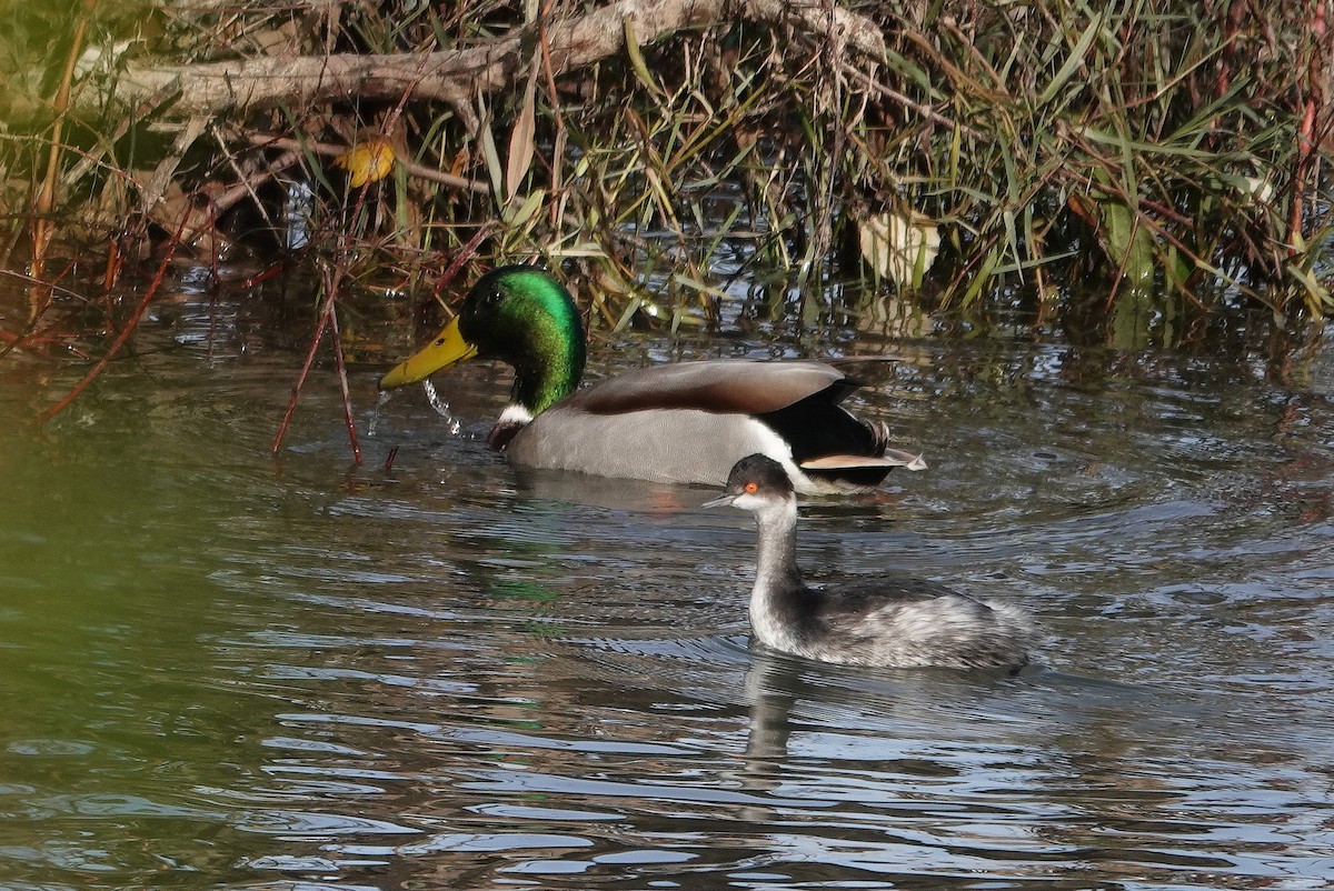 Grèbe à cou noir - ML646508703