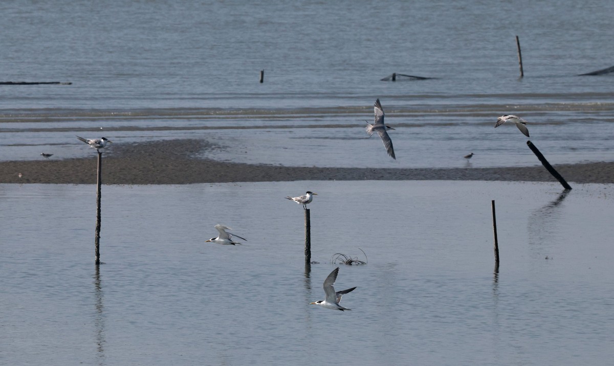 Great Crested Tern - ML646508708