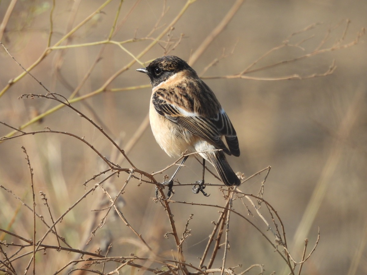 Sibirya Taşkuşu - ML646508709