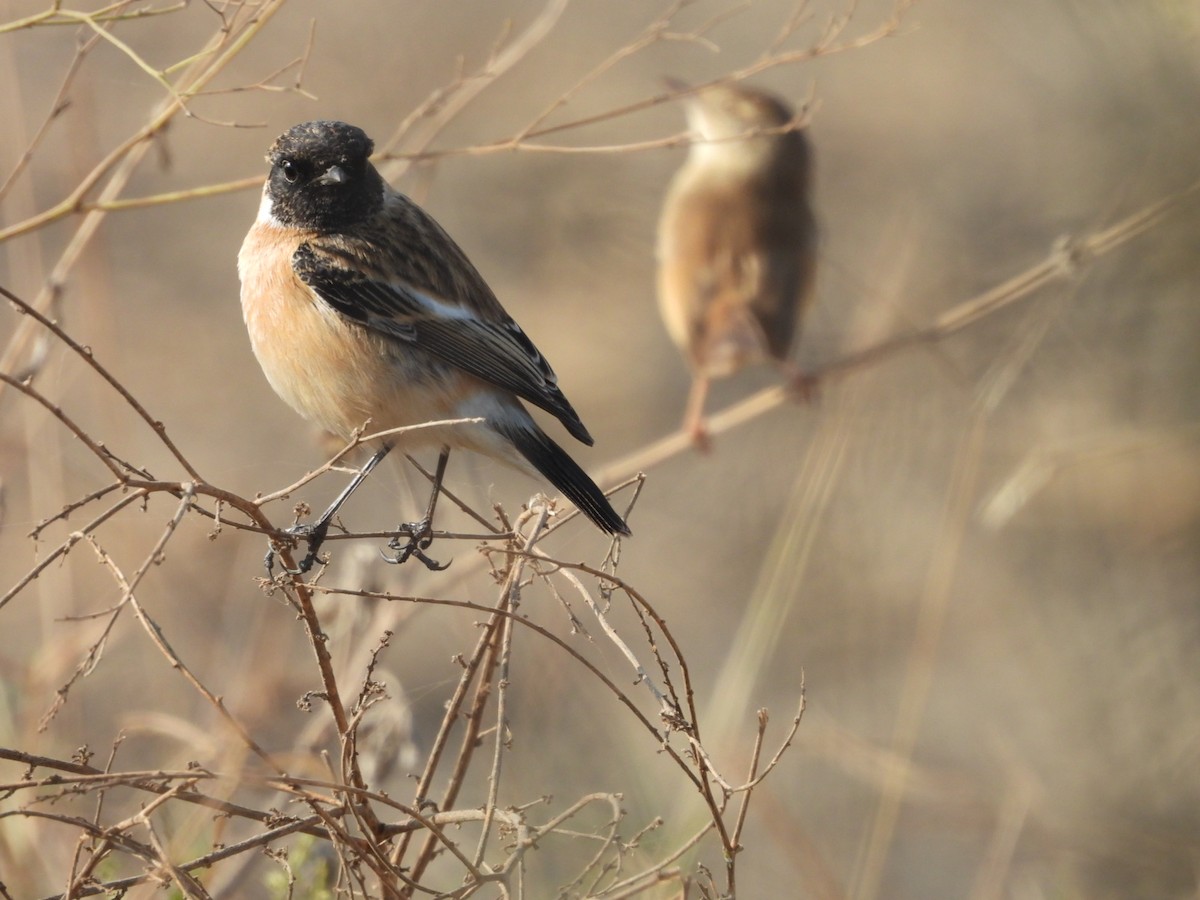 Sibirya Taşkuşu - ML646508710