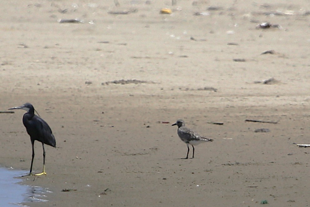 Black-bellied Plover - ML646508712