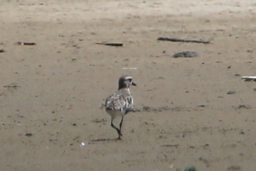 Black-bellied Plover - ML646508713