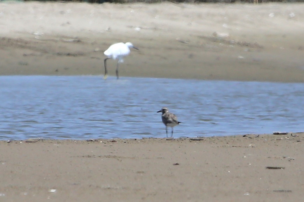 Black-bellied Plover - ML646508714