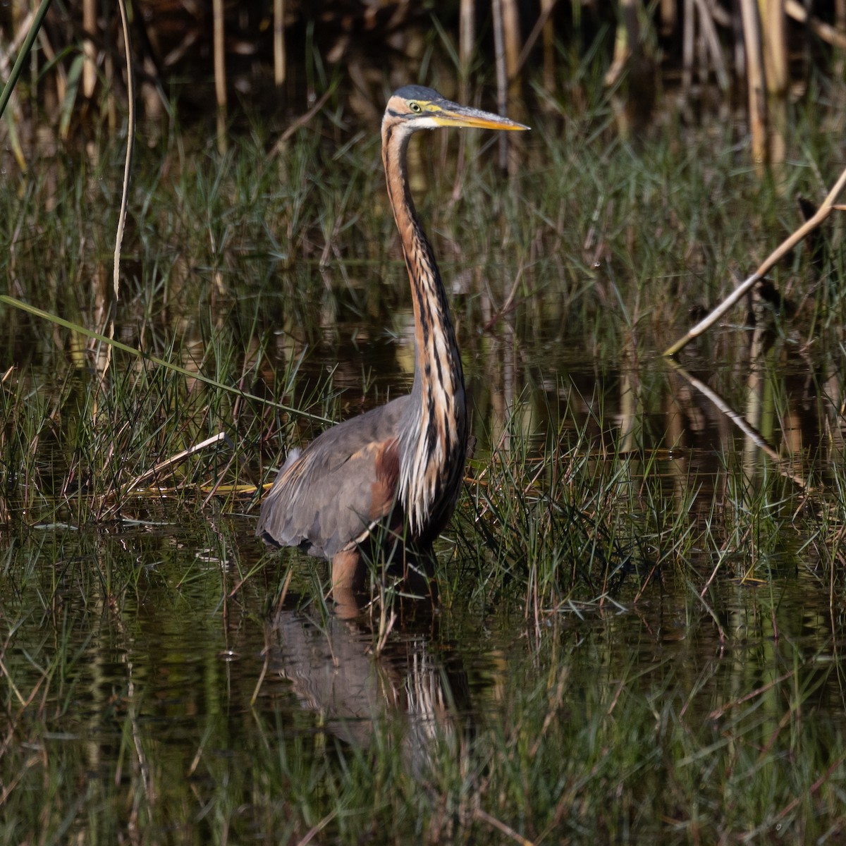 volavka červená - ML646508715