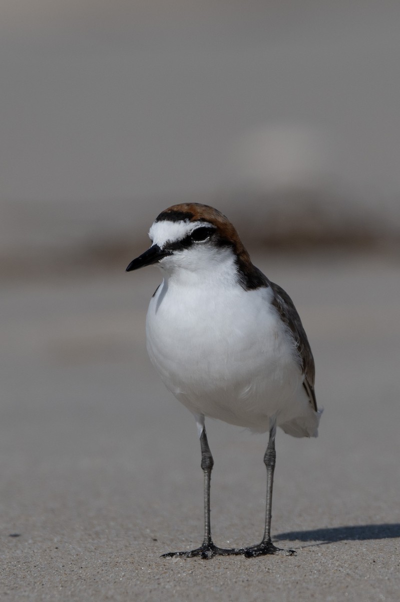 Red-capped Plover - ML646508716