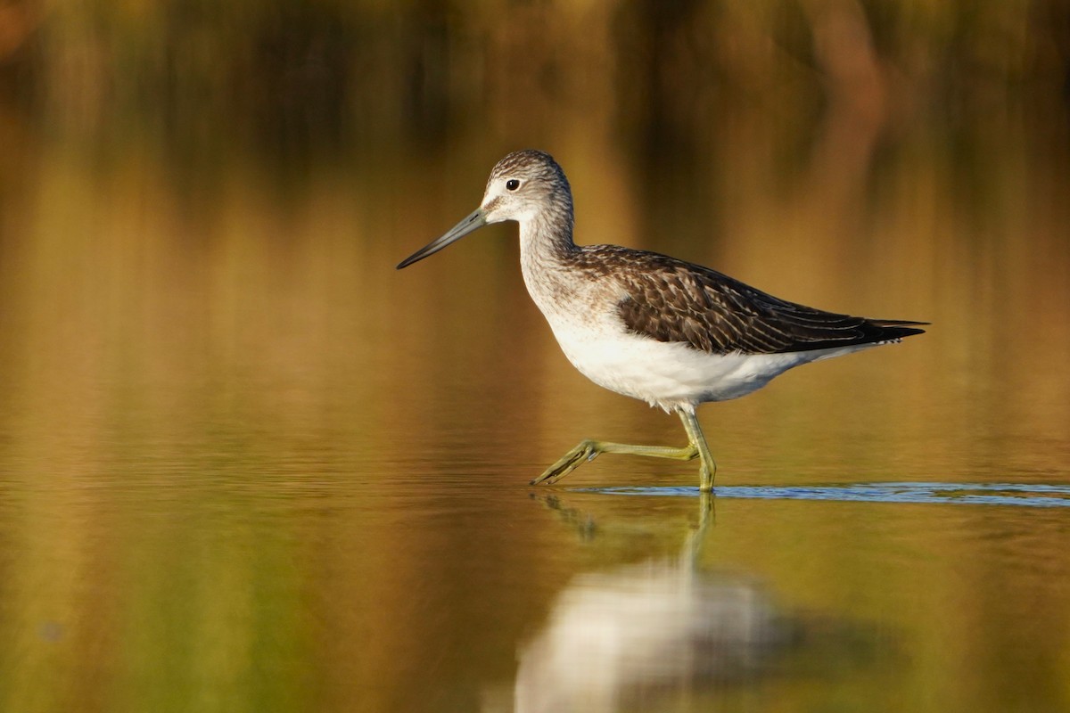 Common Greenshank - ML646508717