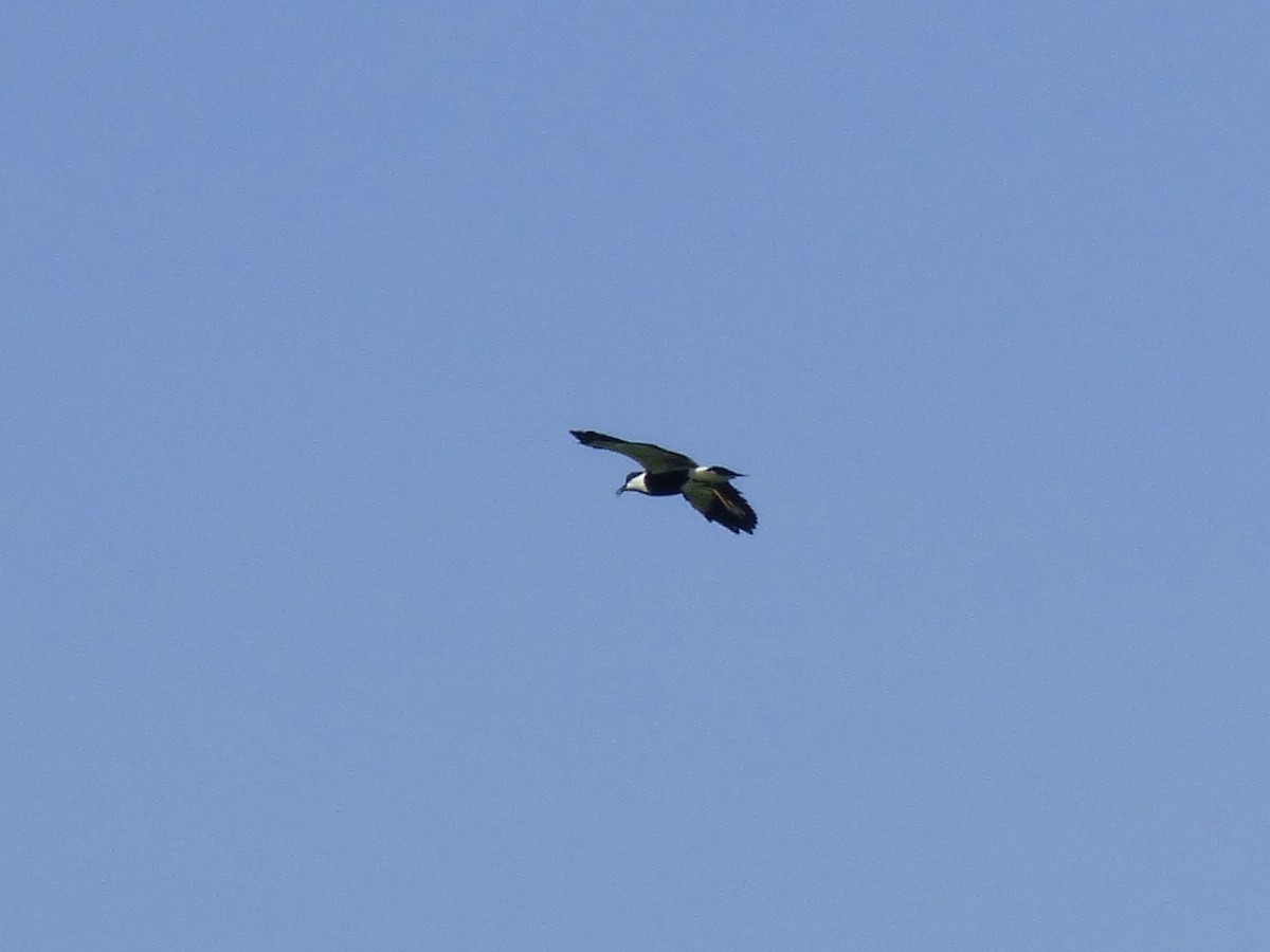 Vanneau à éperons - ML646508719