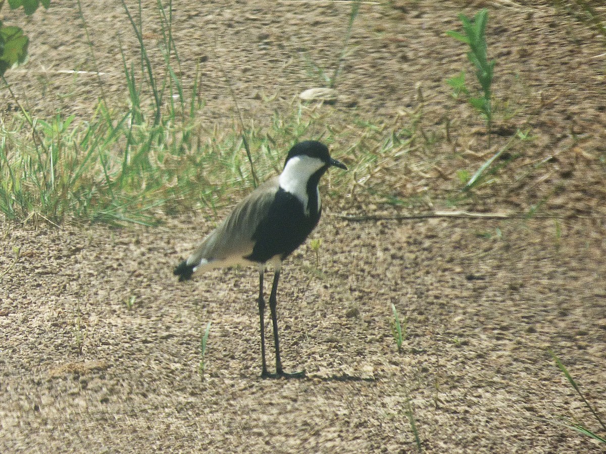 Vanneau à éperons - ML646508720