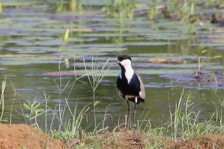 Vanneau à éperons - ML646508722