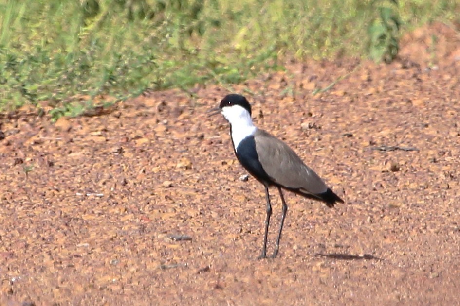 Vanneau à éperons - ML646508723