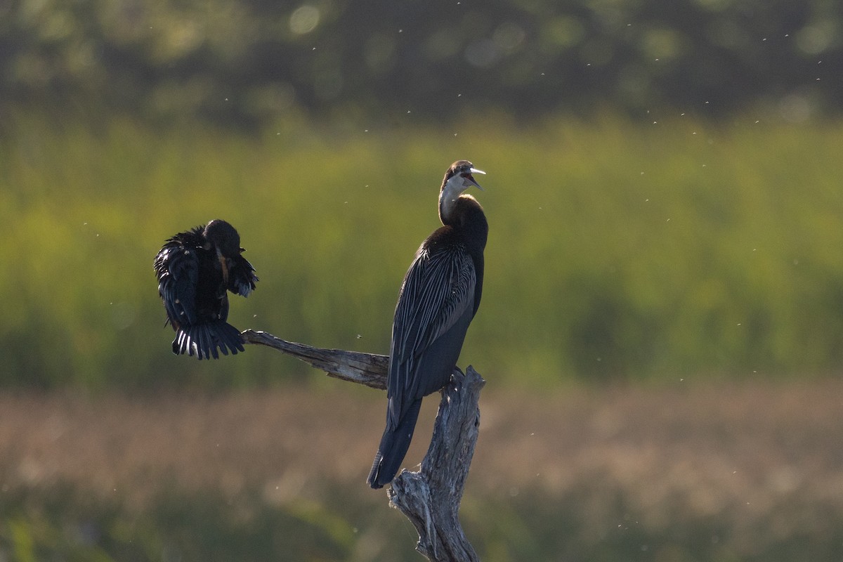 anhinga africká - ML646508724