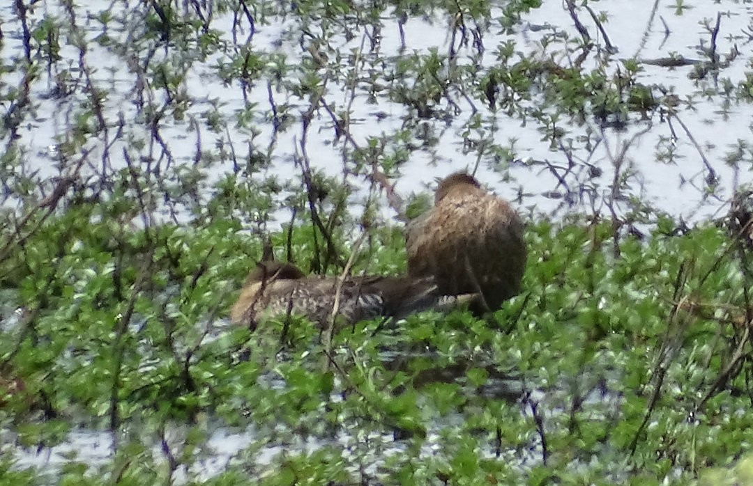 Silver Teal - ML646508725