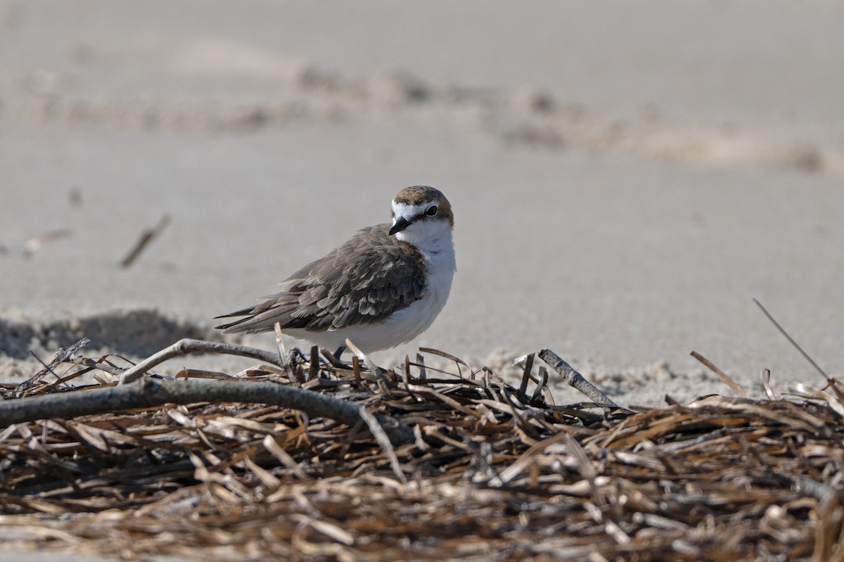 Red-capped Plover - ML646508726