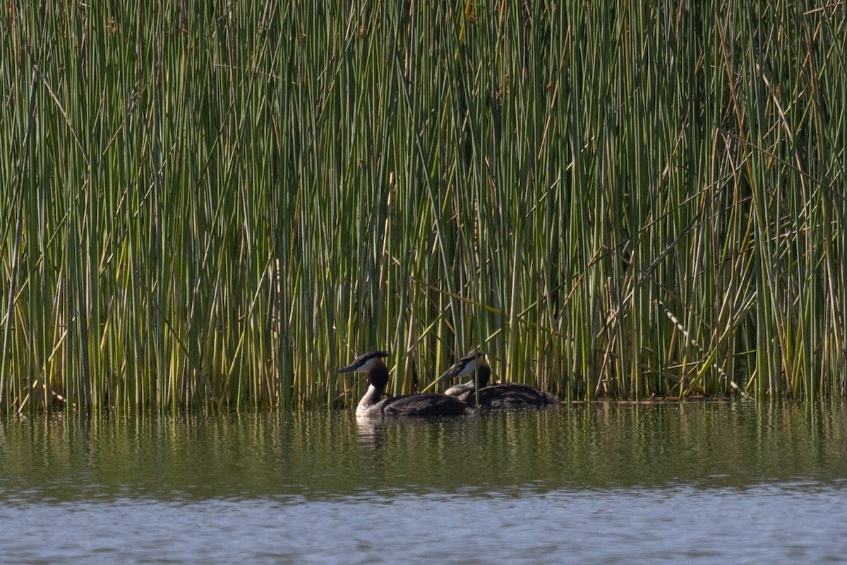 potápka roháč - ML646508730