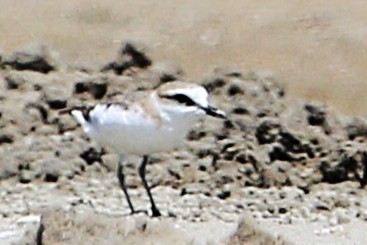 Белолобый зуёк - ML646508731