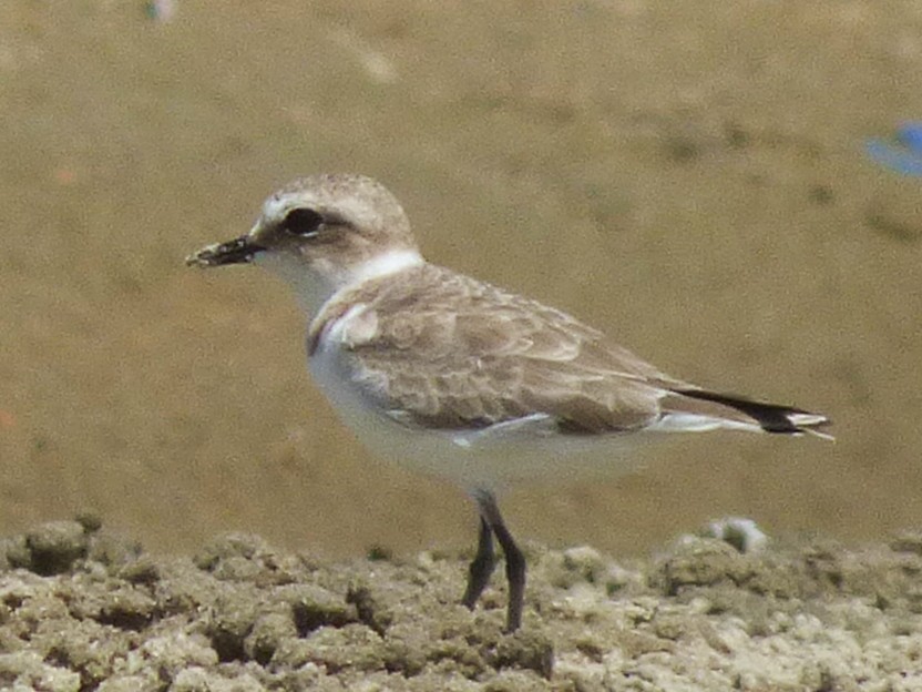 Белолобый зуёк - ML646508732