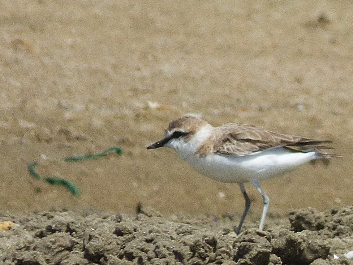 Белолобый зуёк - ML646508733