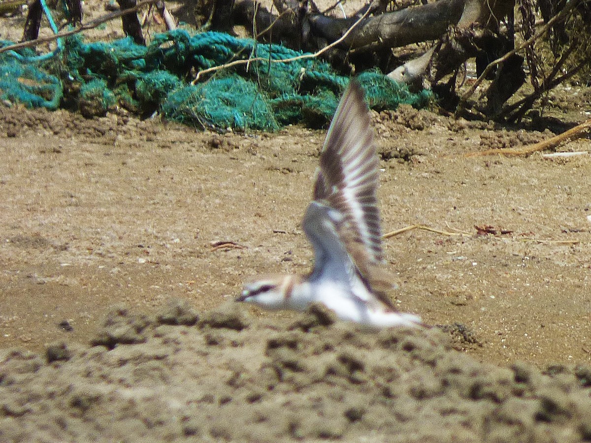 Белолобый зуёк - ML646508734