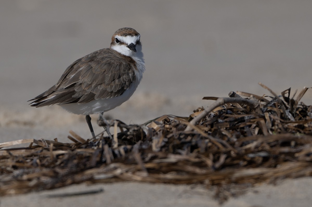 Red-capped Plover - ML646508744