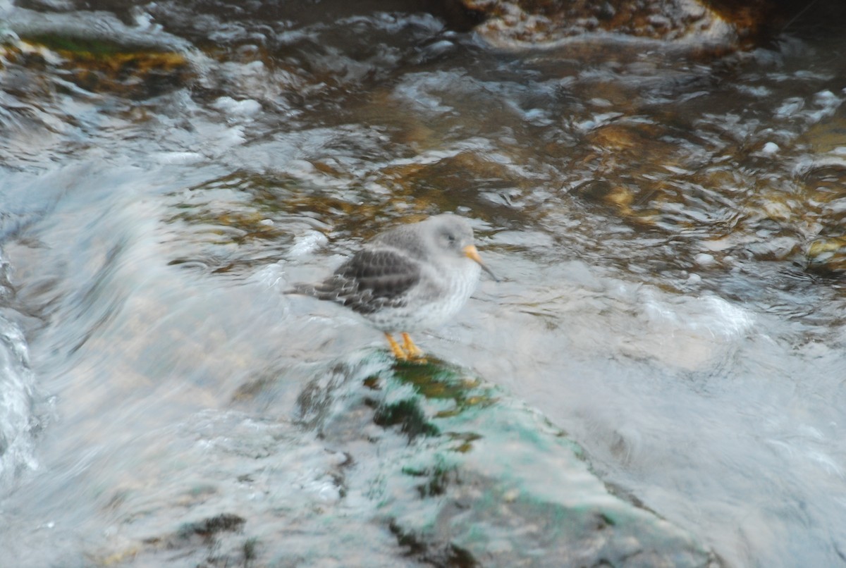 Purple Sandpiper - ML646508752