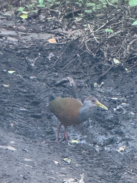 Russet-naped Wood-Rail - ML646508755
